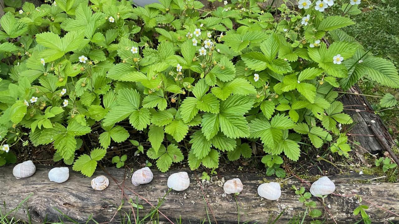 블레드 Mika'S Garden 빌라 외부 사진